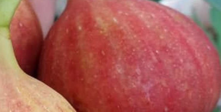 CAMY French fig variety