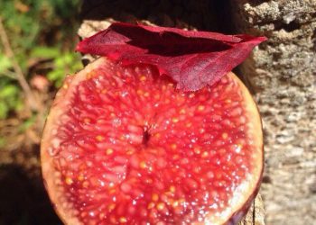 Red Capinera Lovely❤️ variety