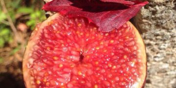 Red Capinera Lovely❤️ variety