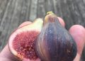 Fig cuttings sale