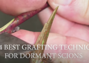 The 4 BEST Grafting Techniques