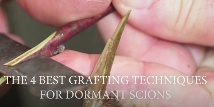 The 4 BEST Grafting Techniques