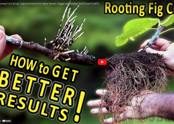 How to rooting fig cuttings