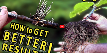 How to rooting fig cuttings