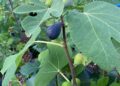 What You Need To Know Before Buying Fig Trees