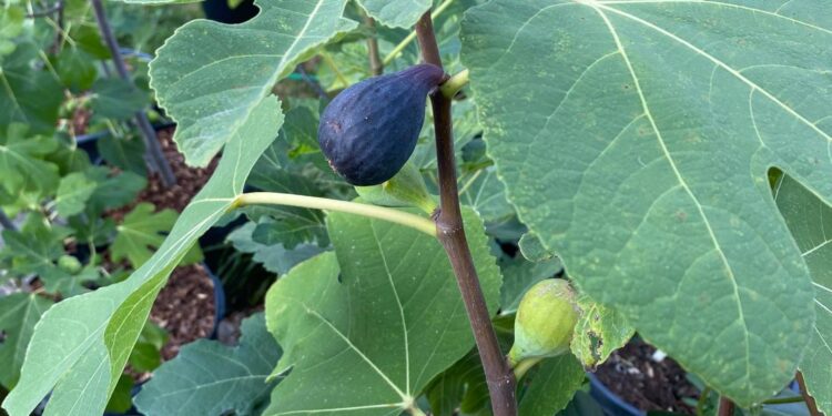 What You Need To Know Before Buying Fig Trees
