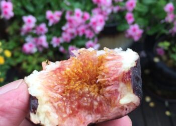 Rob’s Genovese Nero