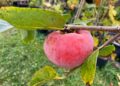 Persimmon