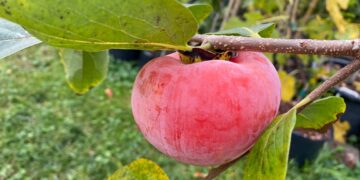 Persimmon