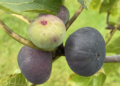 Violette de Sollies